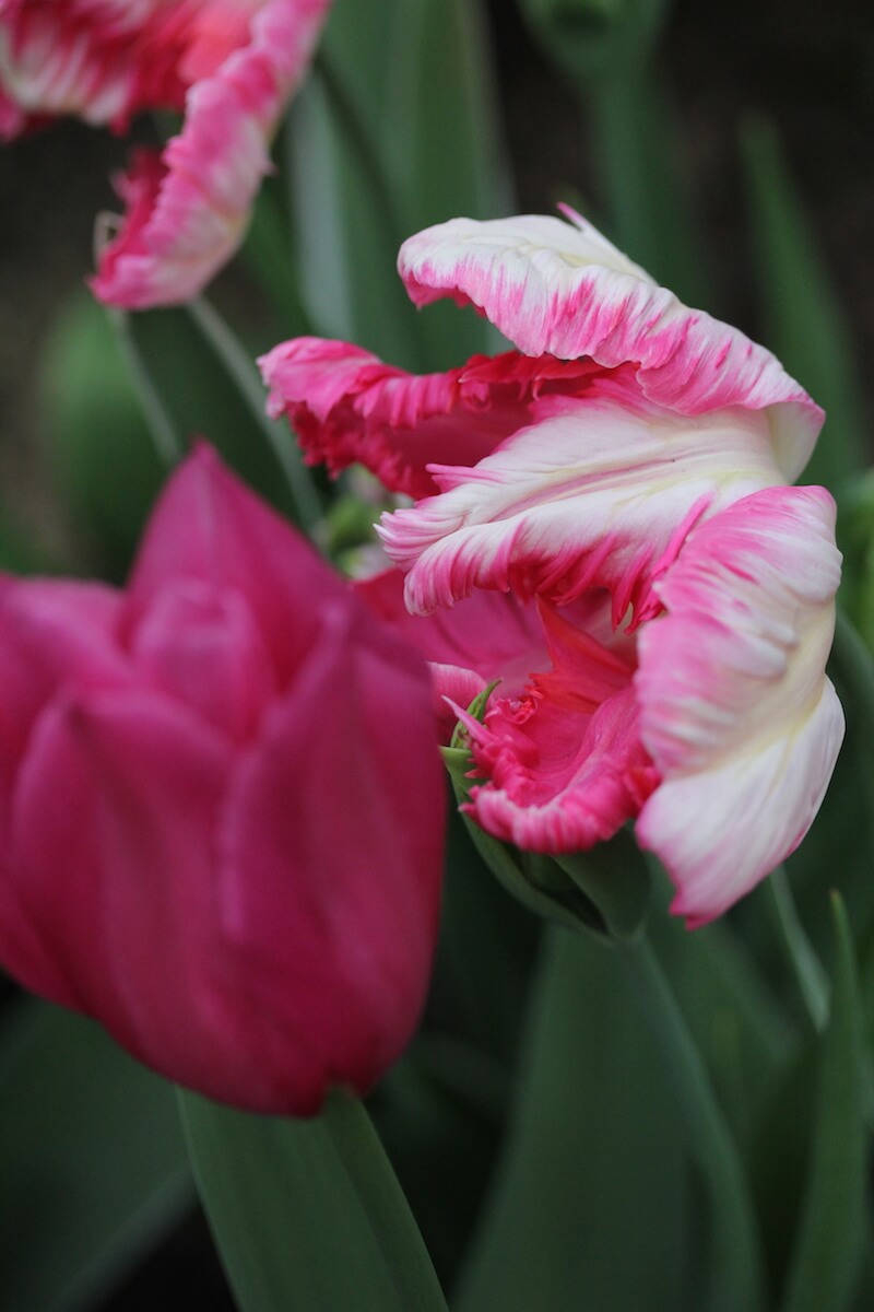 Pink coloured Tulip flowers in a Oxford garden Design