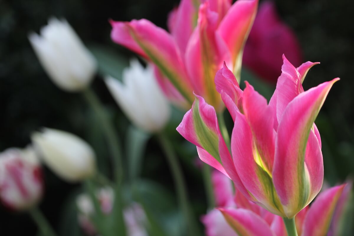 bright pink Tulips with soft focus white ones behind