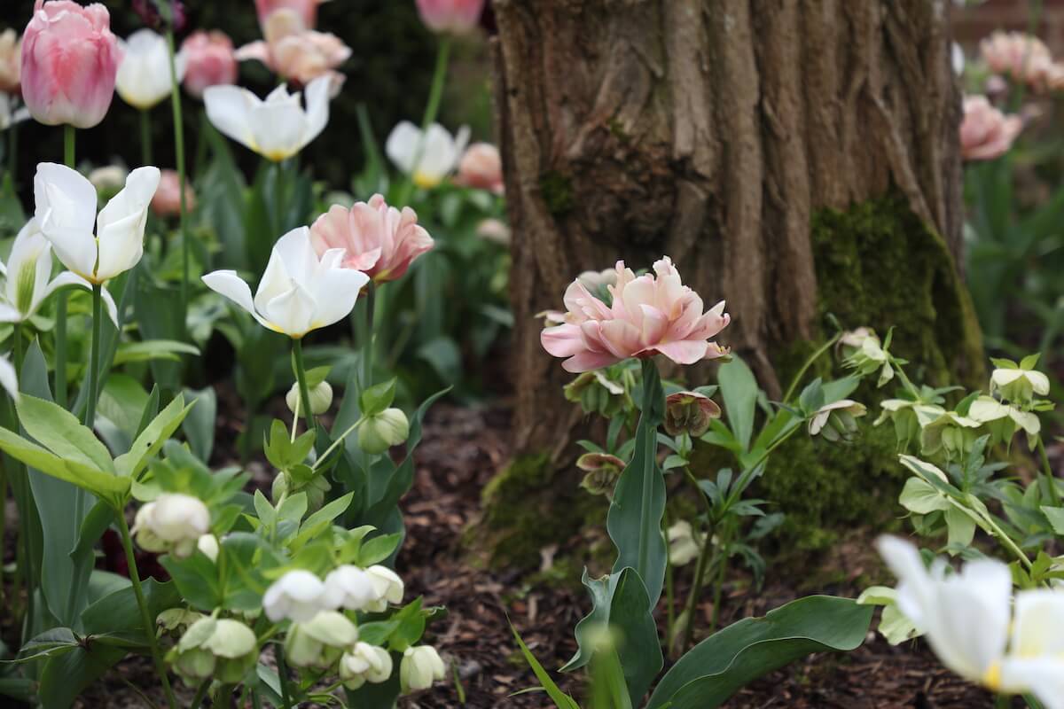 apricots and cream tulips growing at harpsden wood house