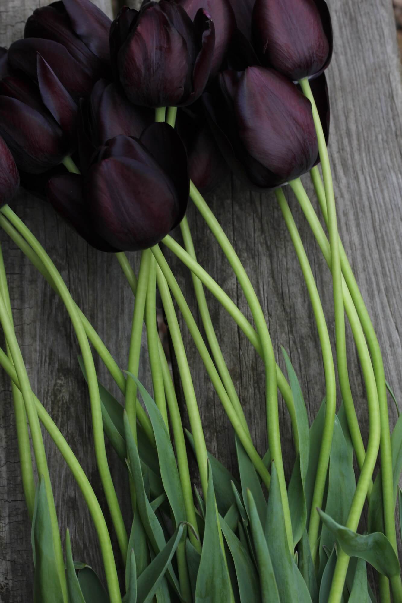 green stemmed tulips black petals