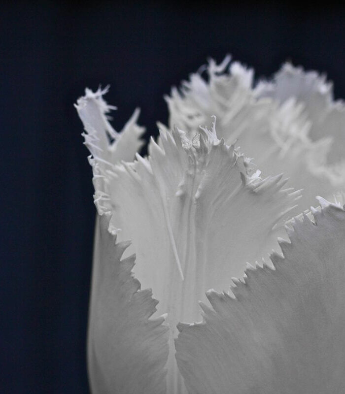 White Tulip macro shot