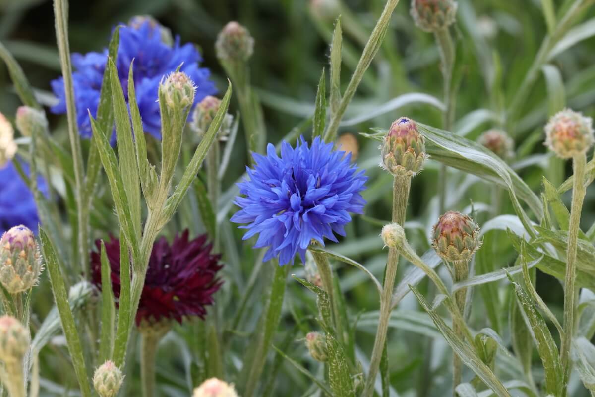 blue and black Cornflowers in a garden design