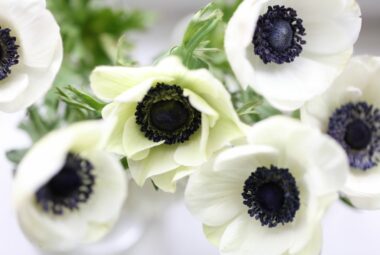 white anemones with blue centres
