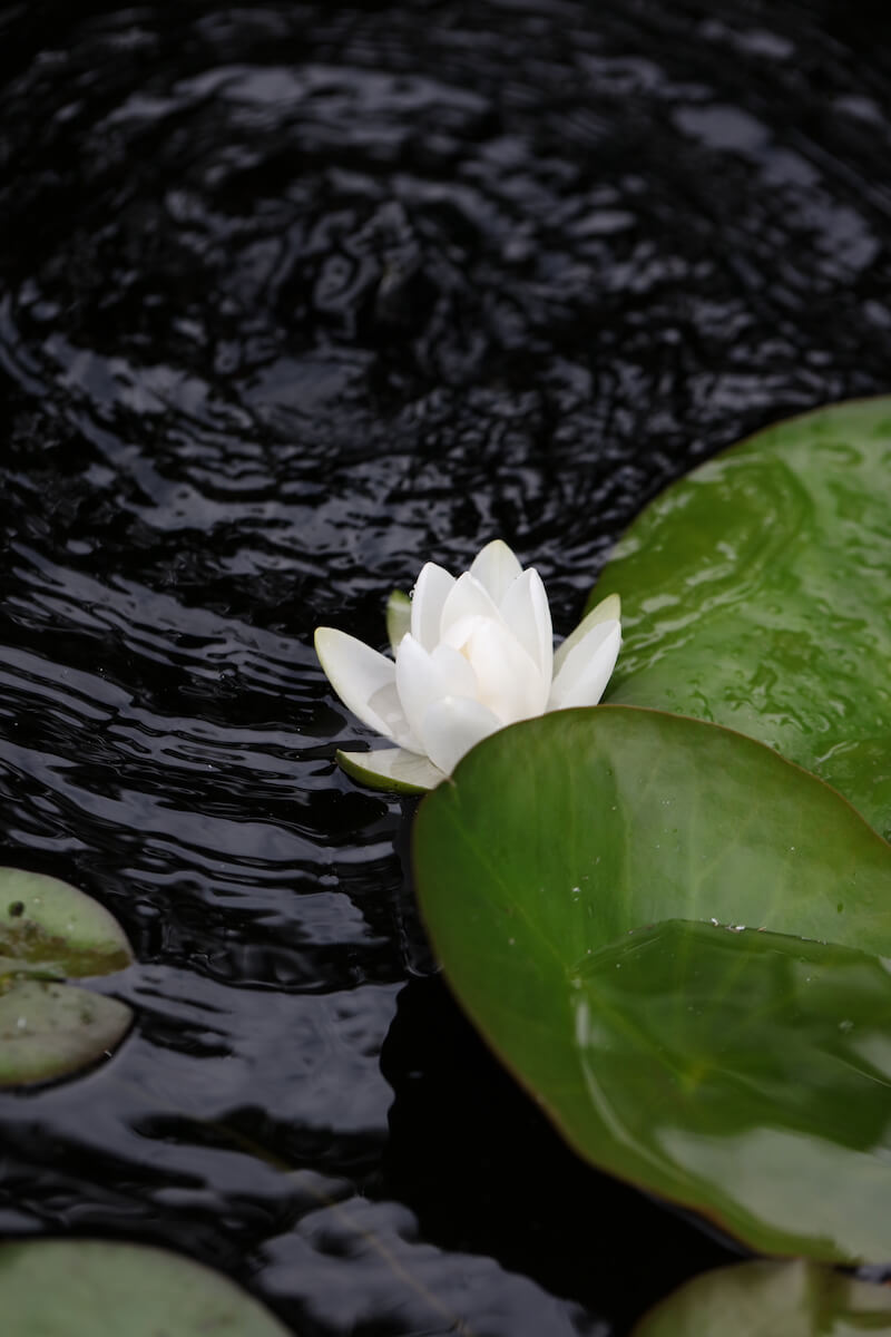 water lily in a lily bowl water feature at Harpsden wood house