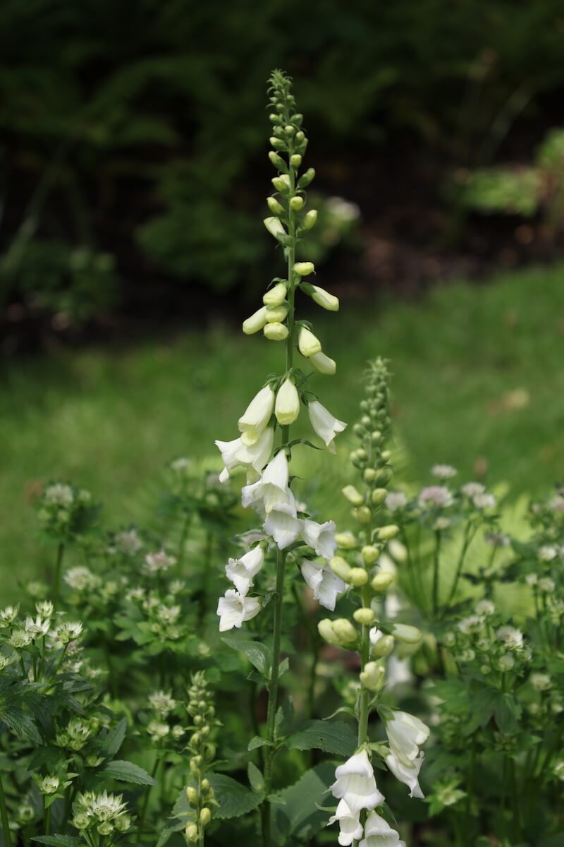 Foxgloves in Harpsden Wood House in Henley-on-Thames grounds and gardens estate garden design