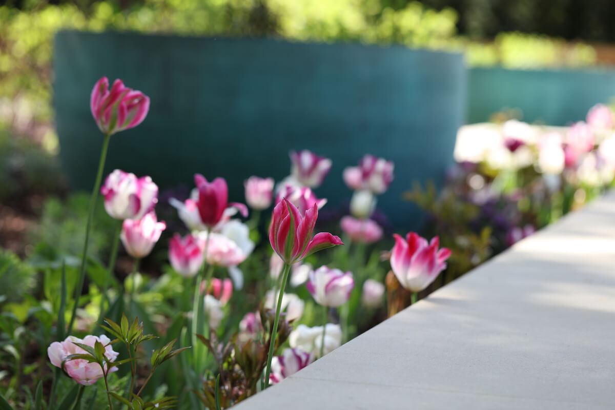 Pink coloured Tulip flowers in a Oxford garden Design