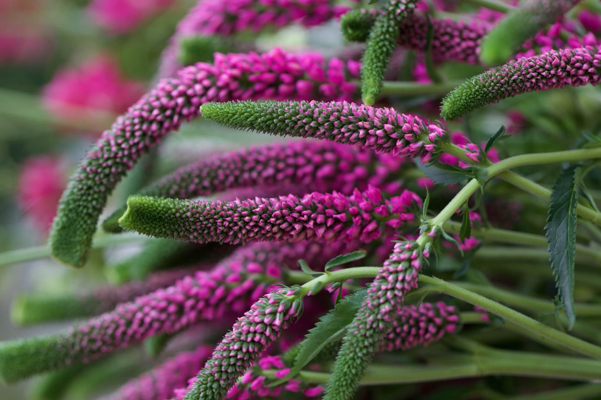 pink veronicastrum flowers in garden design