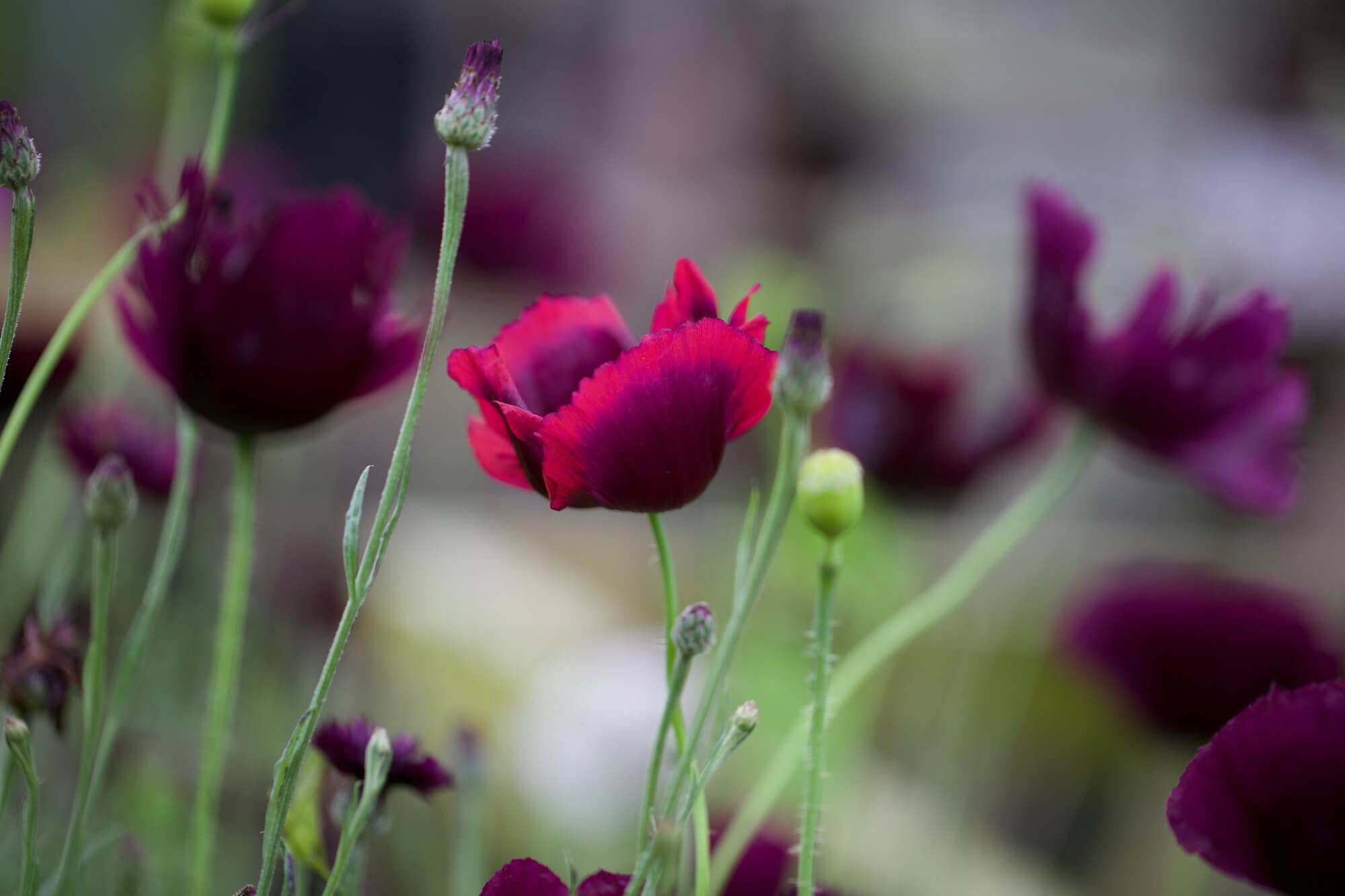 Pandora Poppies in a landscape design