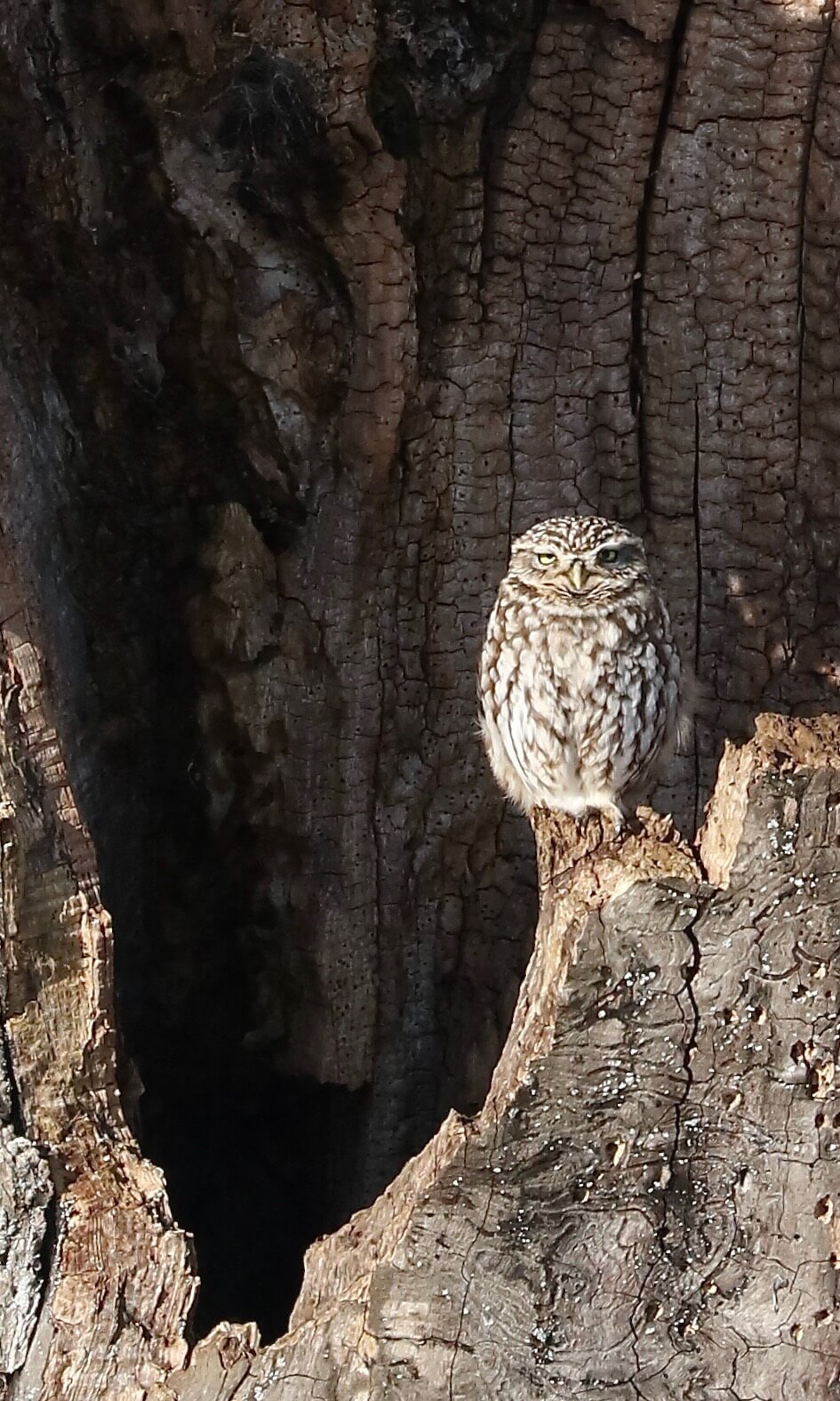 small owl in tree trunk