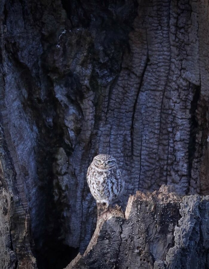 little owl in tree trunk in cotswolds landscape