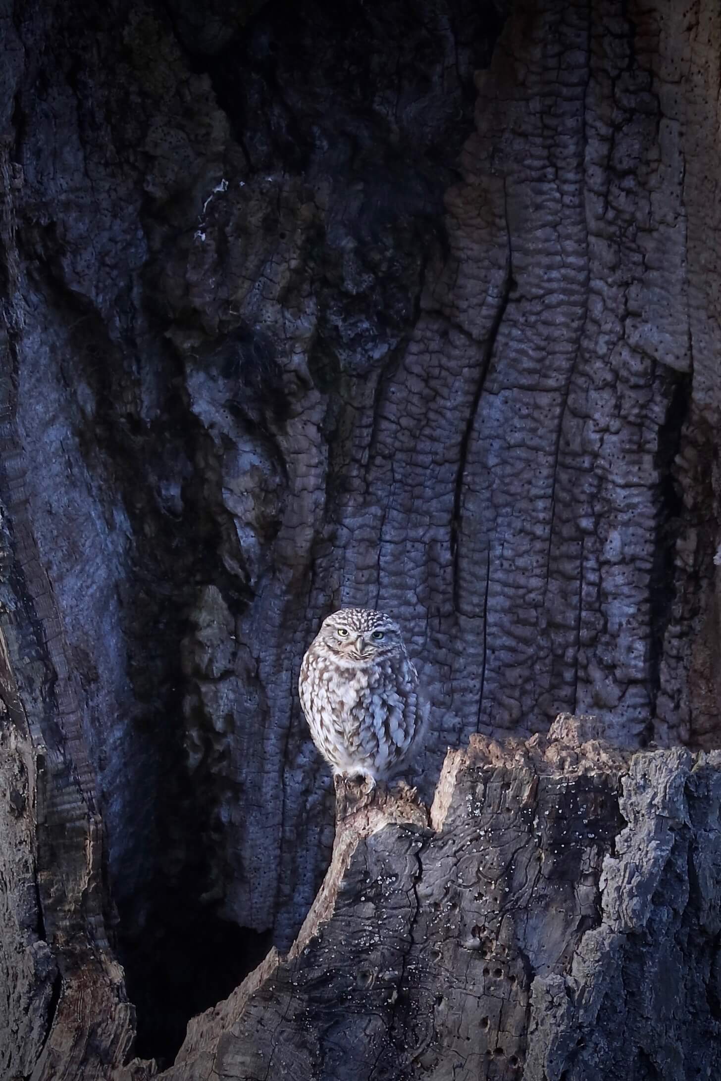 little owl in tree trunk in cotswolds landscape