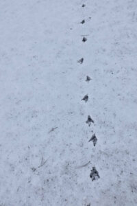 bird foot prints in cotswolds snow landscape