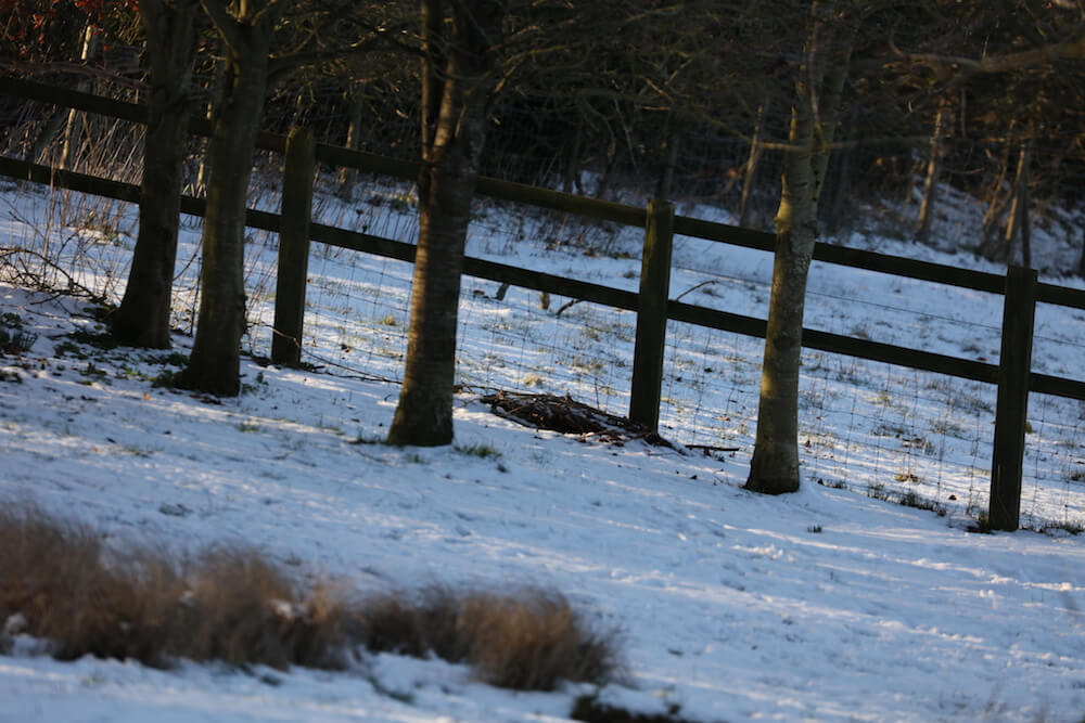 tree coppice and fence in snow covered cotswolds landscape