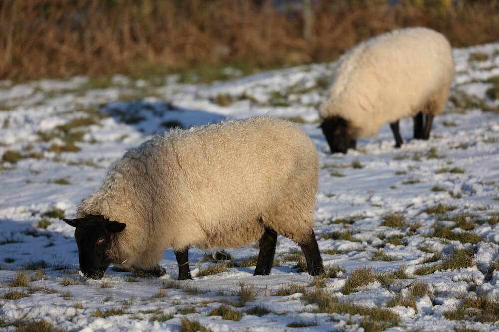 sheep grazing in a cotswolds landscape