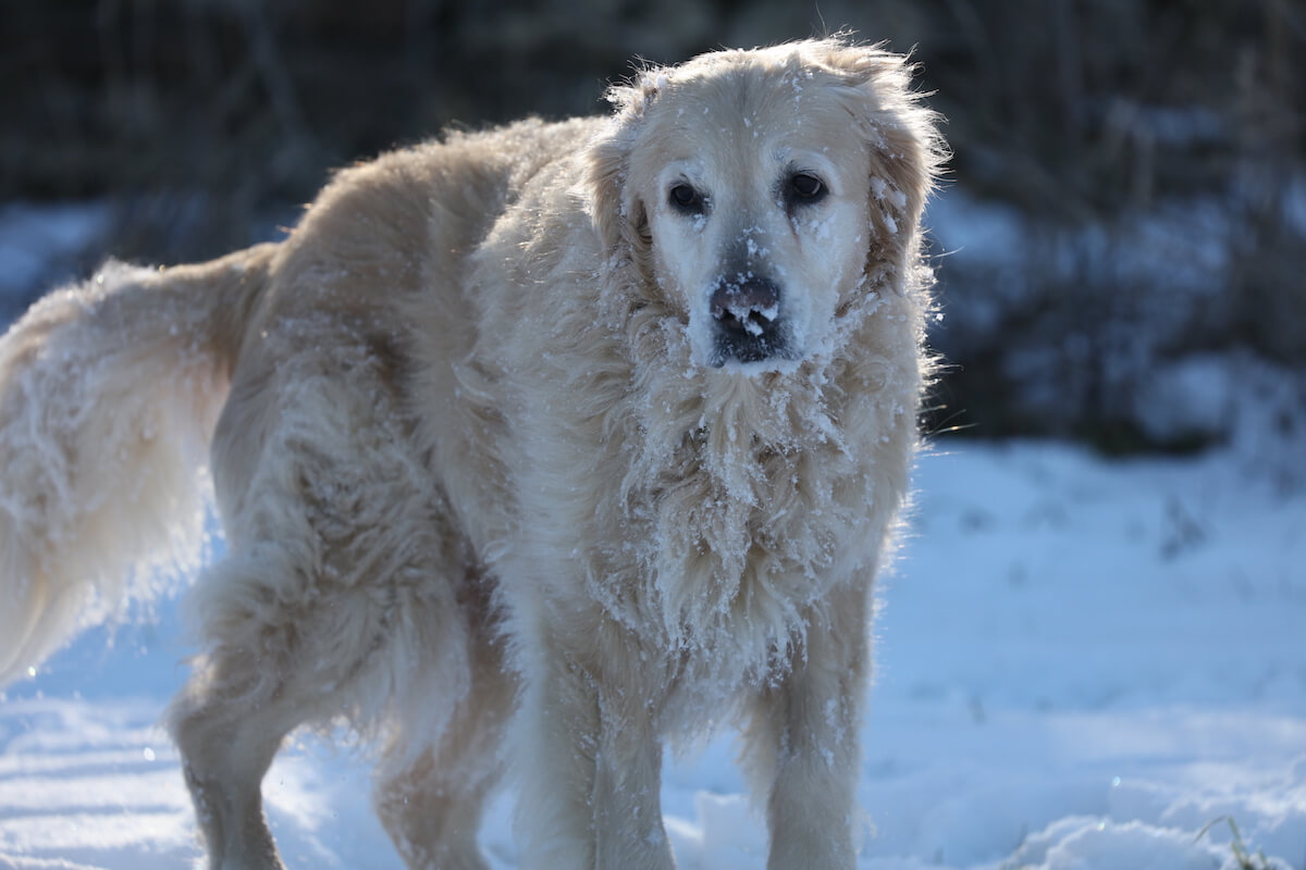 golden retriever white dog covered in snow in a cotswolds landscape