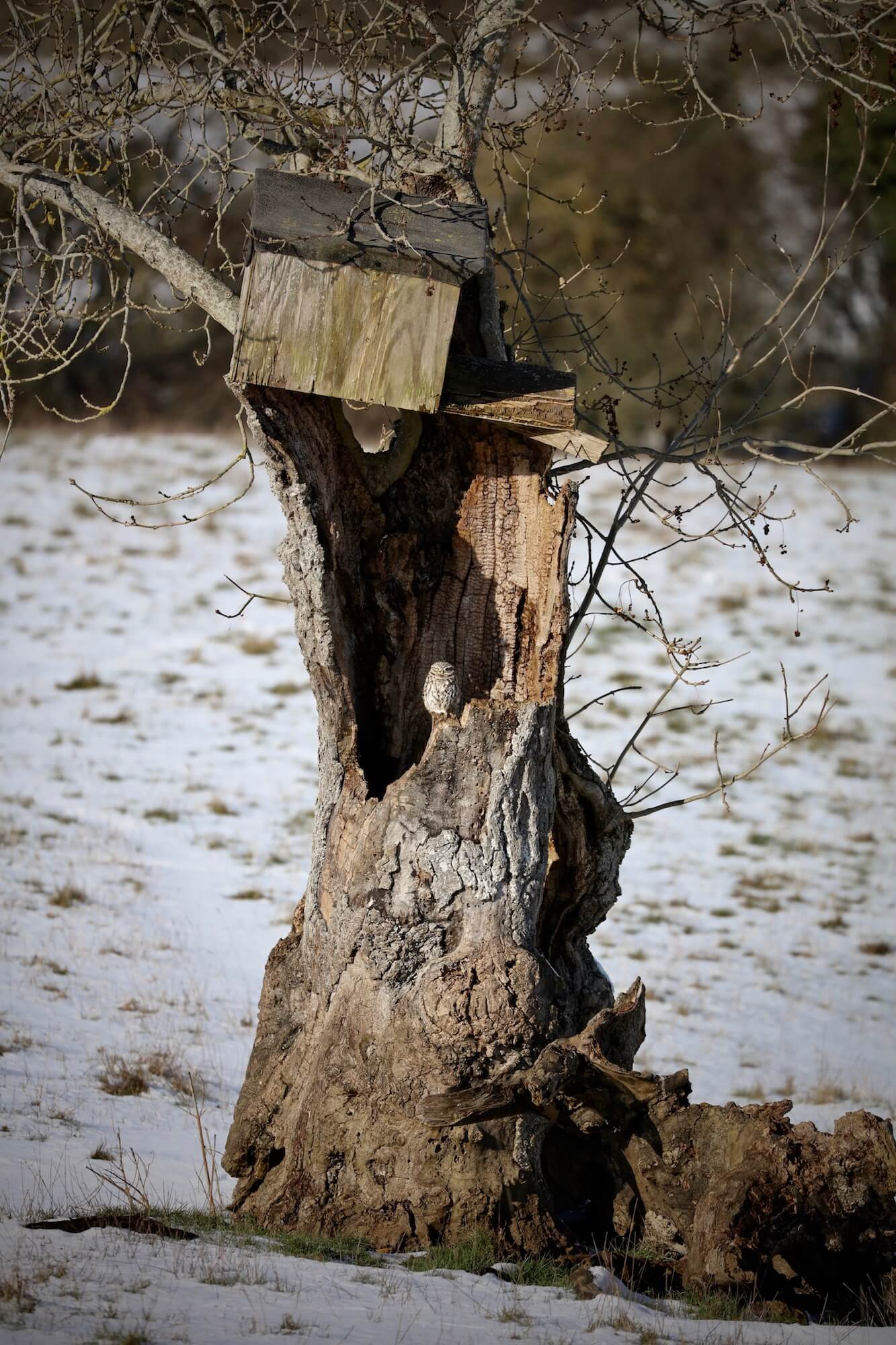 small owl in tree trunk in a cotswolds landscape