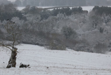 cotswolds landscape of snow covered trees and valley with birds flying