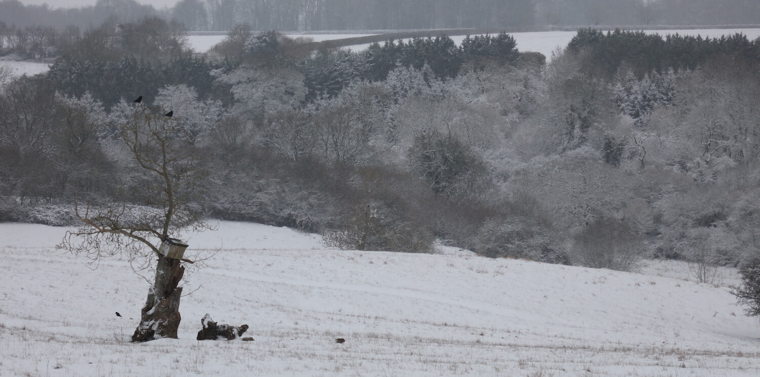 cotswolds landscape of snow covered trees and valley with birds flying