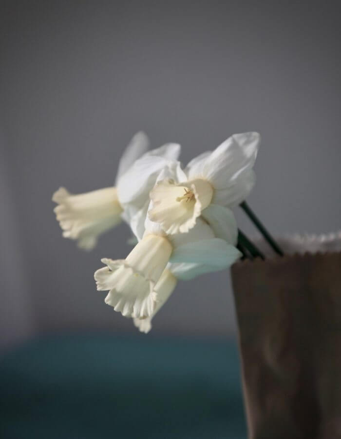 delicate lemon narcissus on ble background