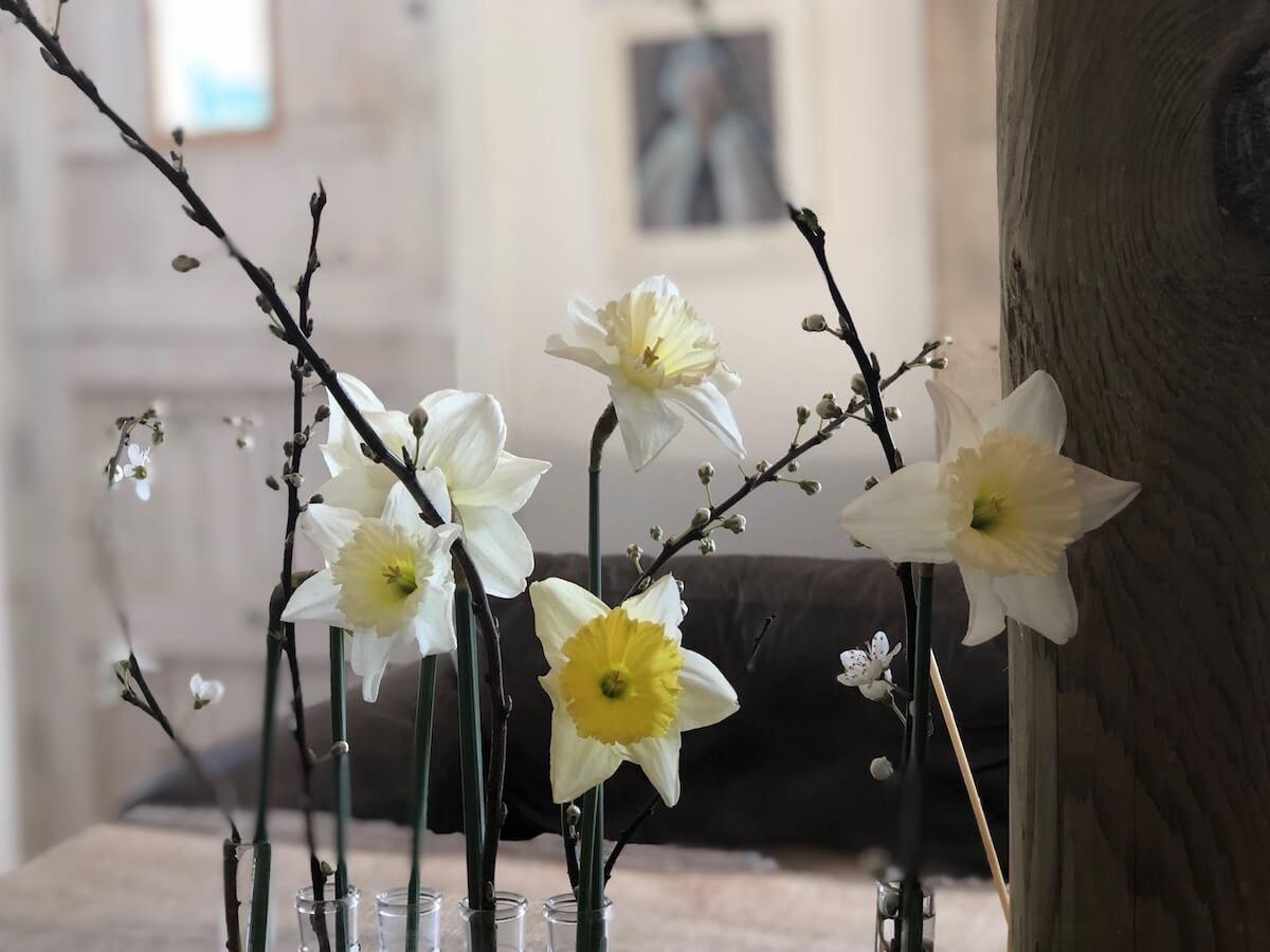 cut flower narcissus in test tubes