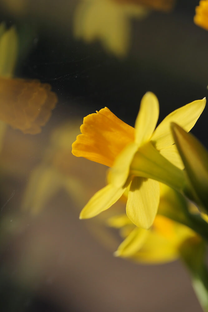 different types of narcissus daffodil in mellow yellow colours