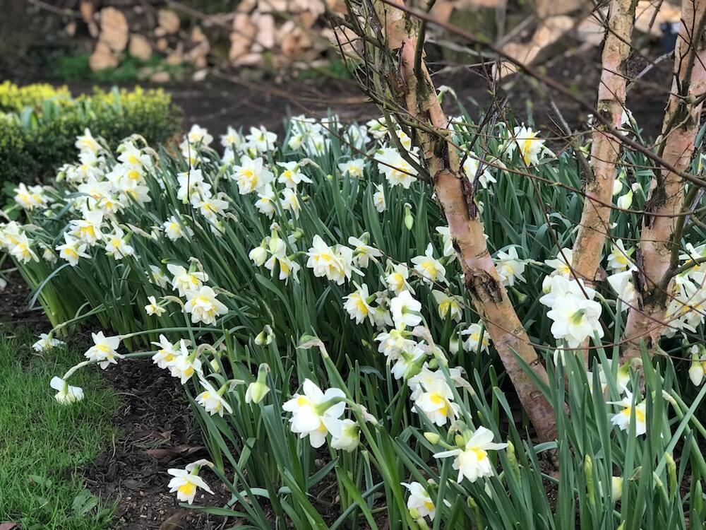 different types of narcissus daffodil in mellow yellow colours