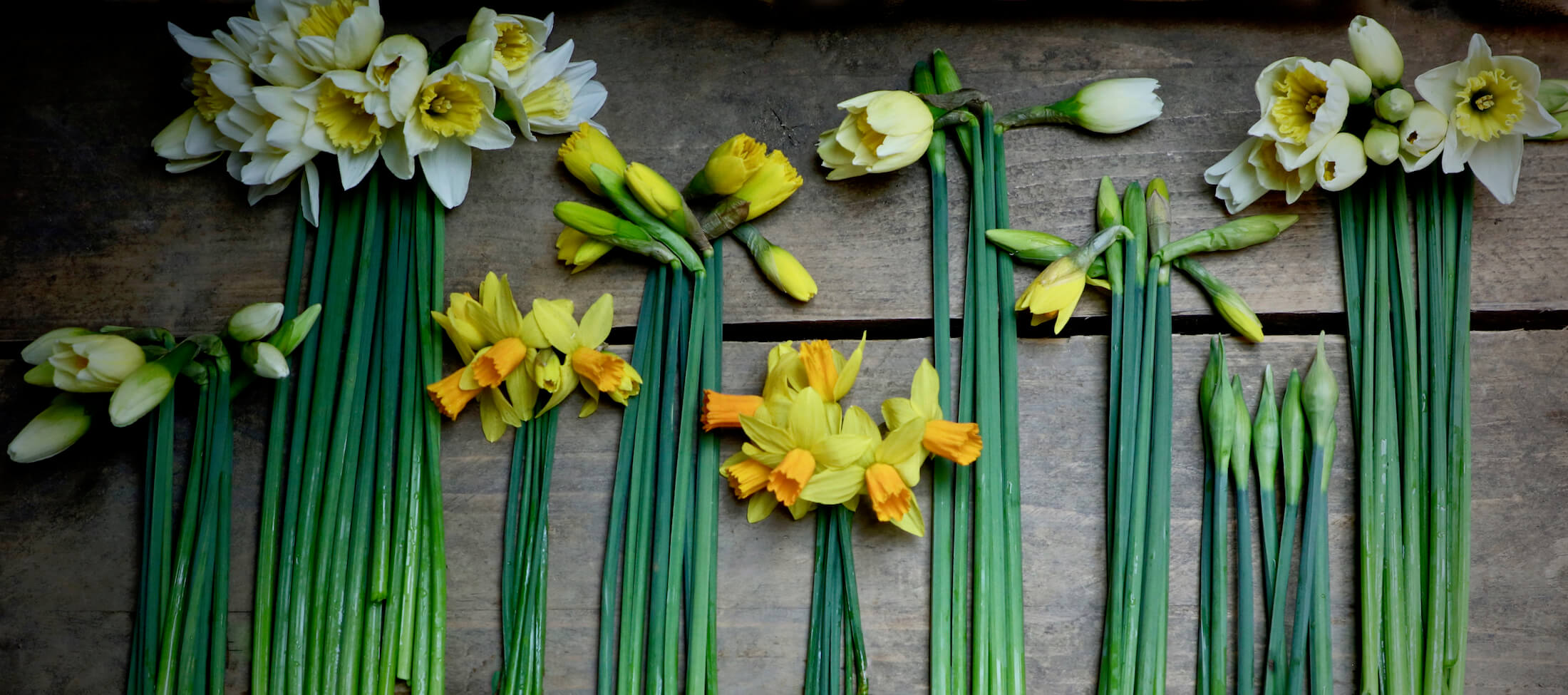 different types of narcissus daffodil in mellow yellow colours