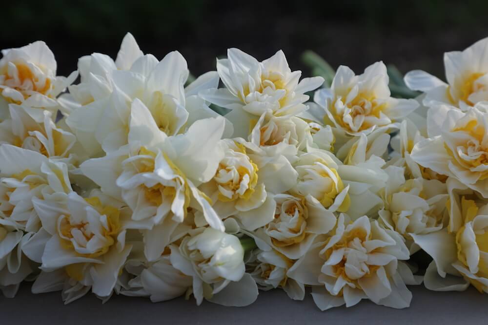 different types of narcissus daffodil in mellow yellow colours