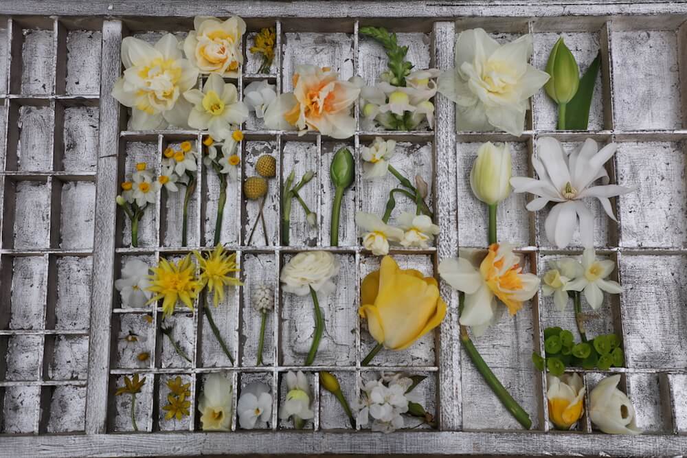 a printers tray full of yellow spring flowers