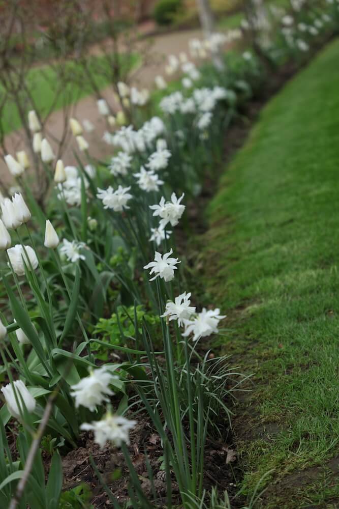 white daffodils