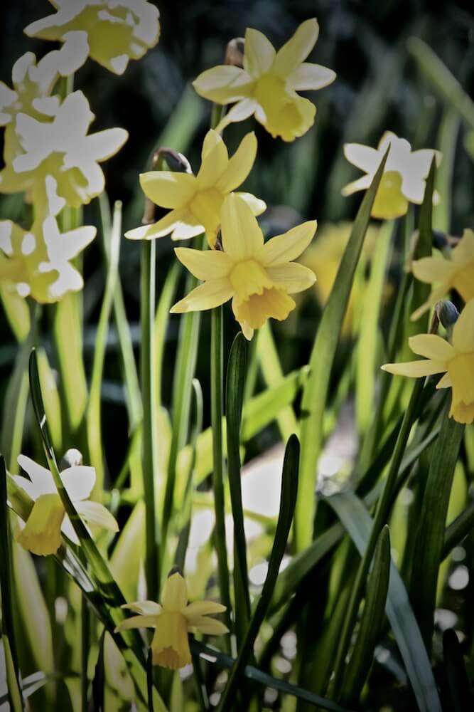 different types of narcissus daffodil in mellow yellow colours