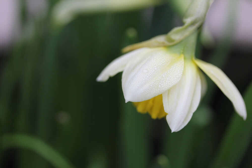 mellow yellow daffodil