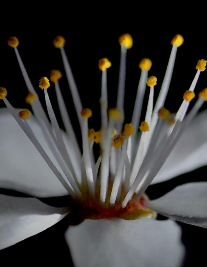 macro close up of Japanese cherry blossom