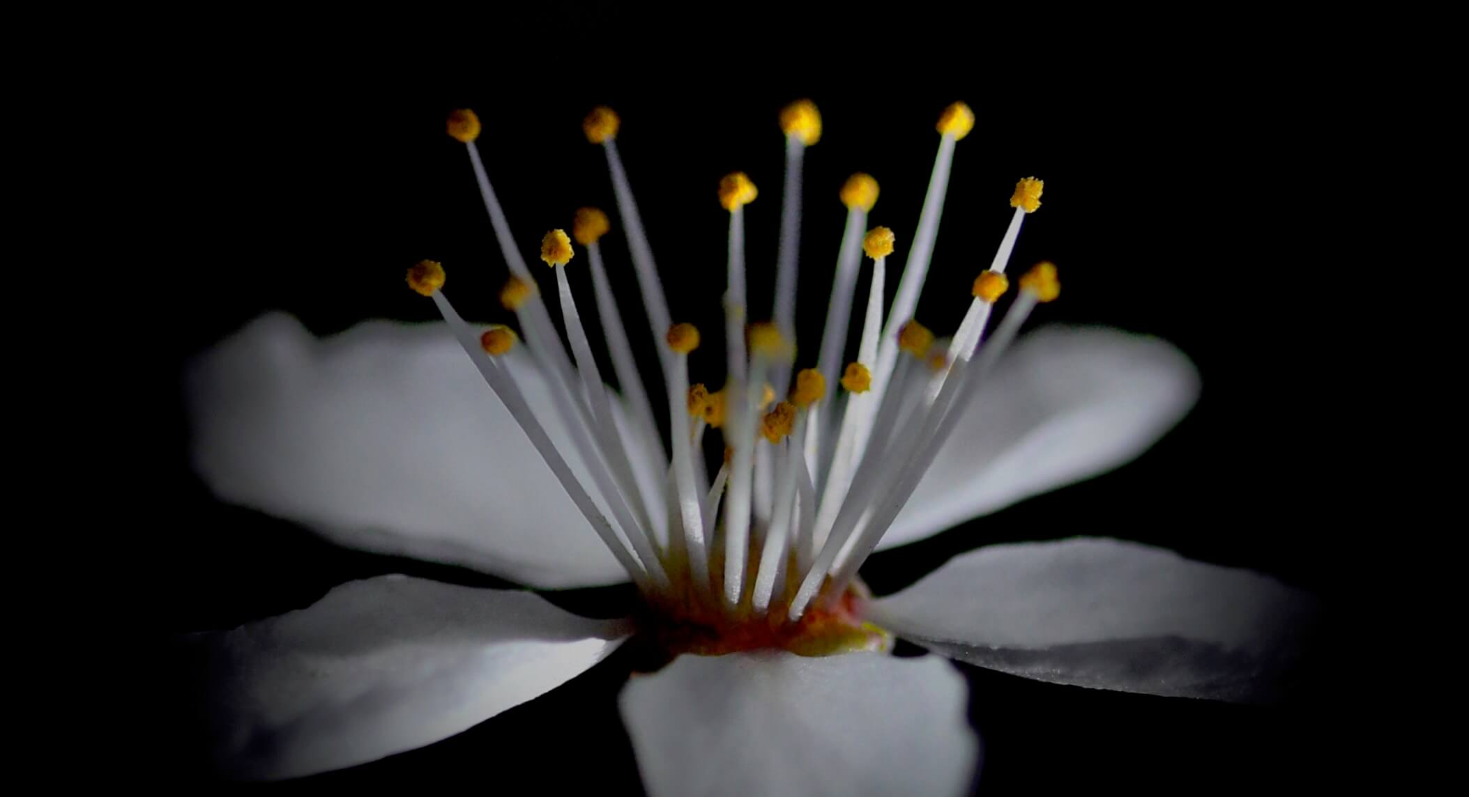 macro close up of Japanese cherry blossom