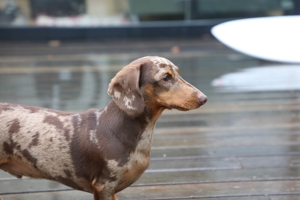 sausage dog brown coloured standing in rain on deck