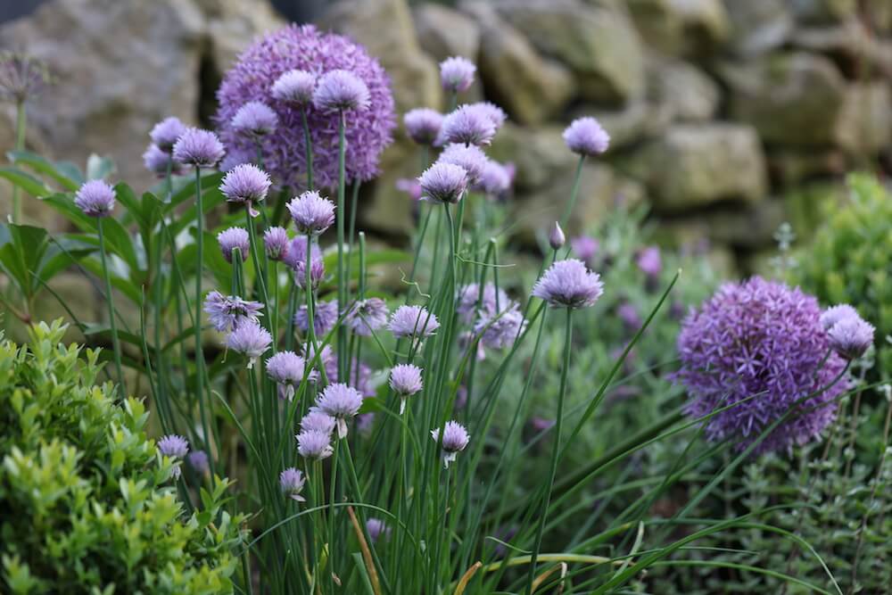 purple alliums and chives