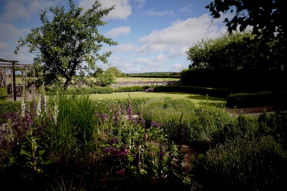 foxgloves in front of a field with an apple tree