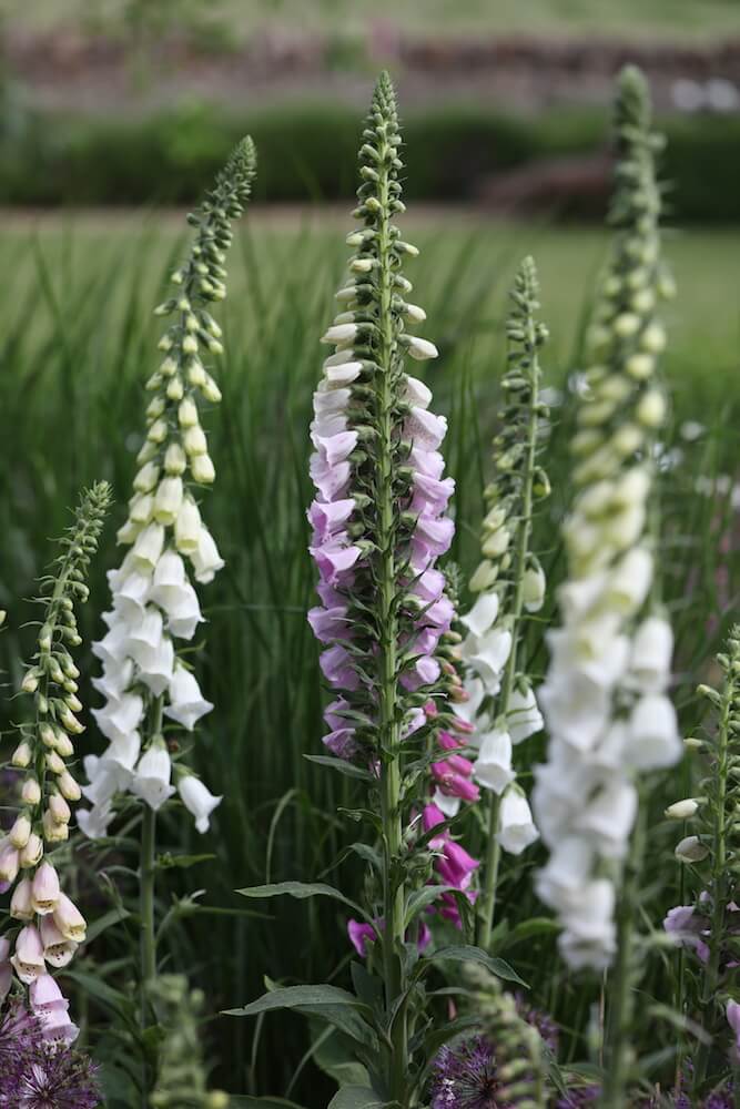 ombre coloured foxglove flowers in a meadow