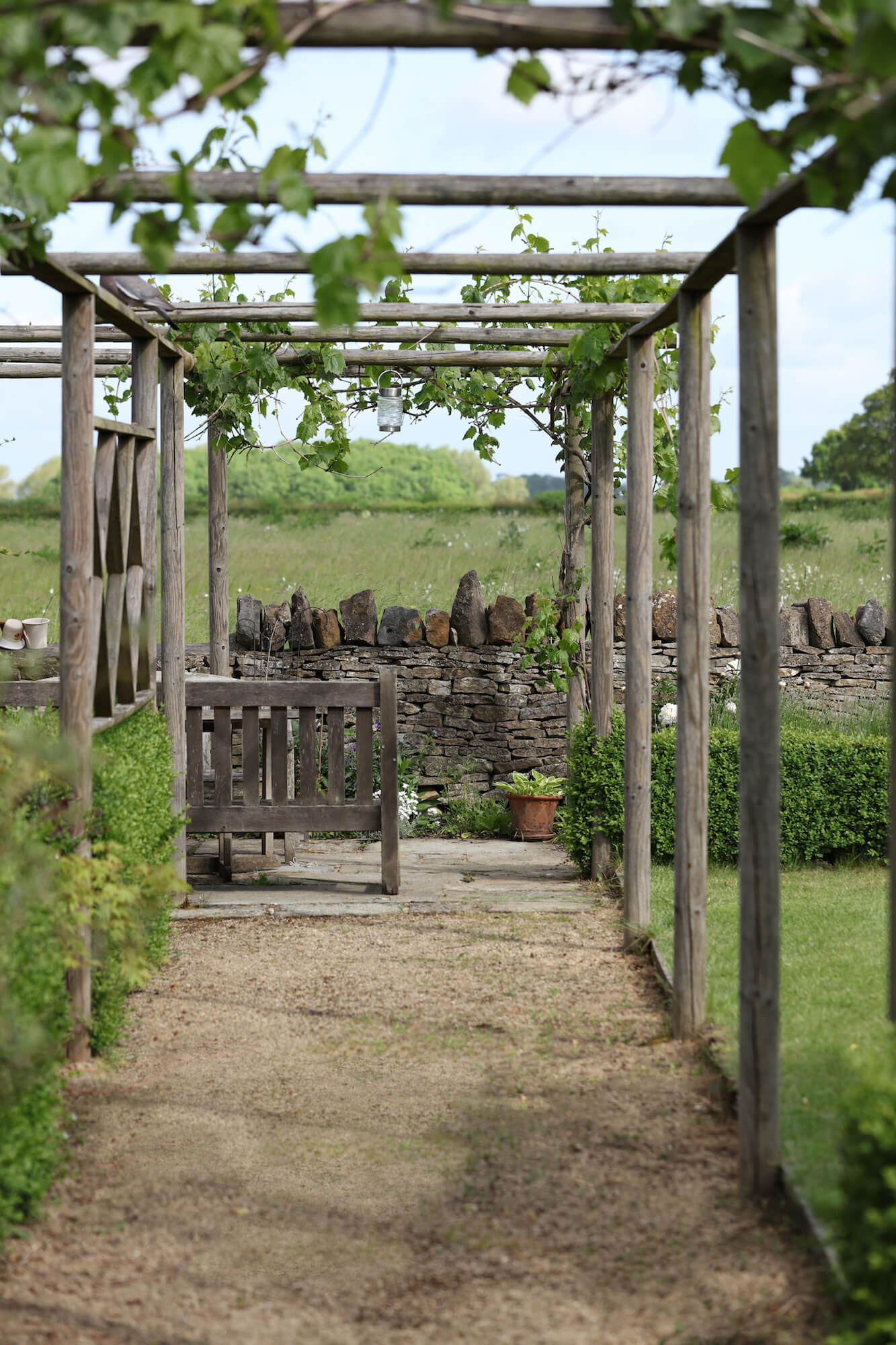grape vines growing on pergola walkway garden