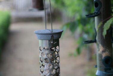 bird feeders hanging from trees