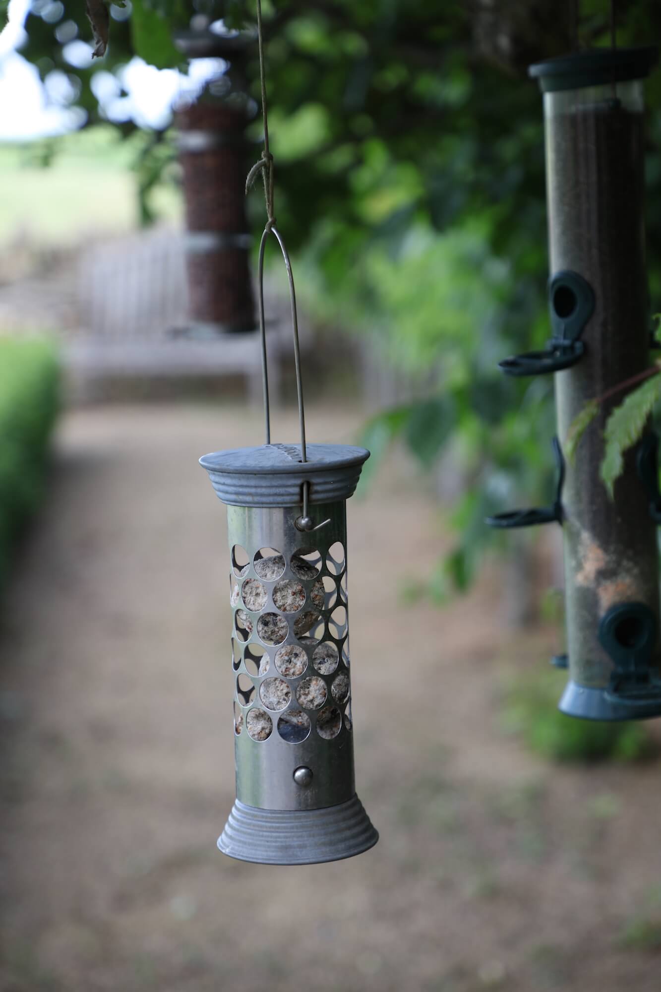 bird feeders hanging from trees