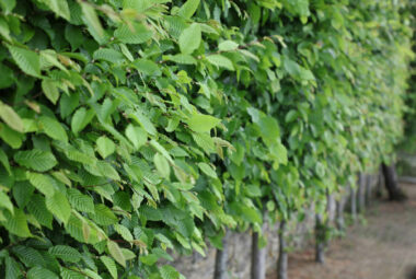 pleached hornbeam trees in green leaf