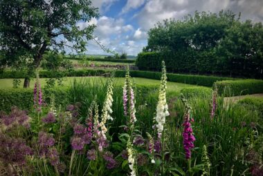 foxglove flowers in a Kingham cottage garden with a vista view