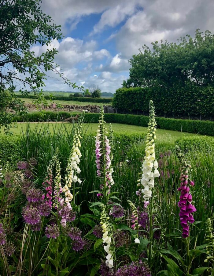 foxglove flowers in a Kingham cottage garden with a vista view