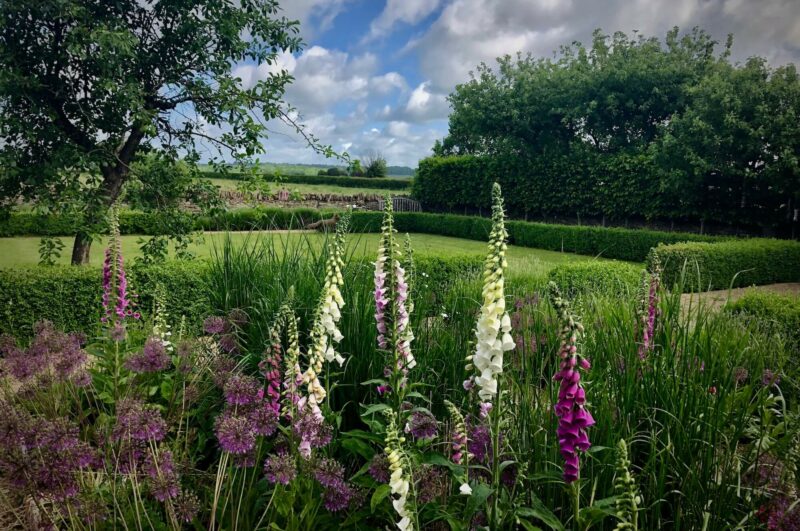 foxglove flowers in a Kingham cottage garden with a vista view