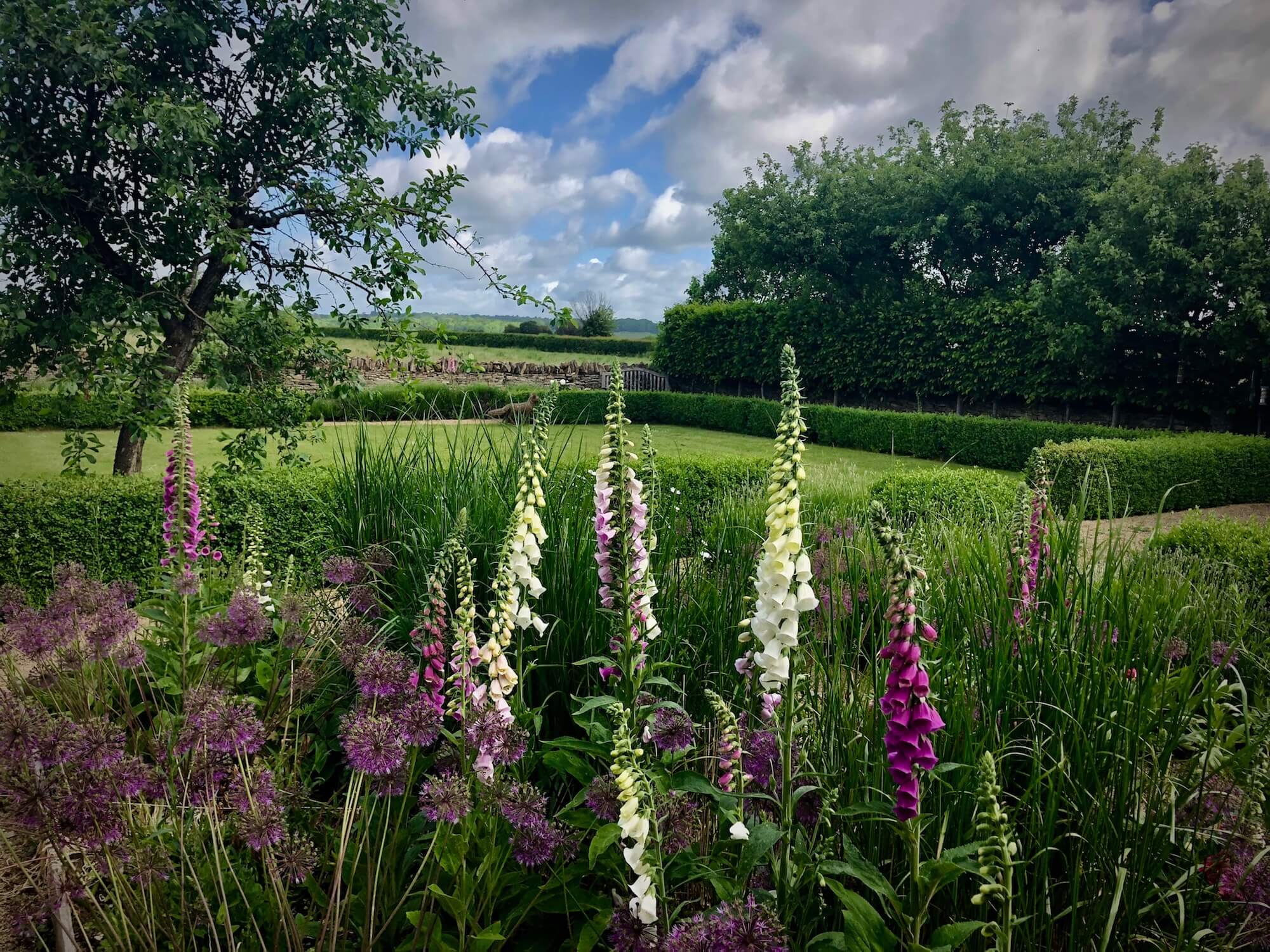foxglove flowers in a Kingham cottage garden with a vista view
