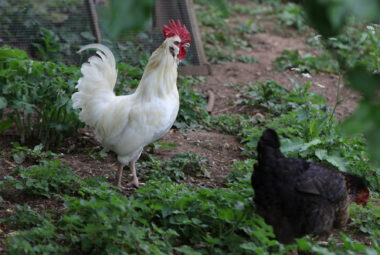 a white French cockerel and black chicken in a Kingham garden