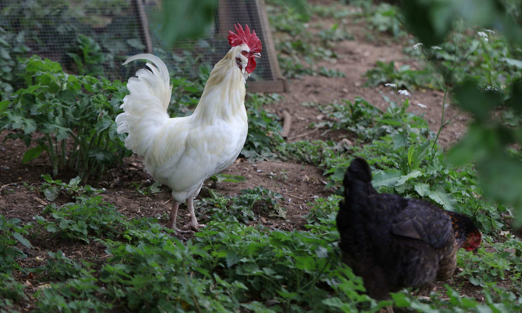 a white French cockerel and black chicken in a Kingham garden