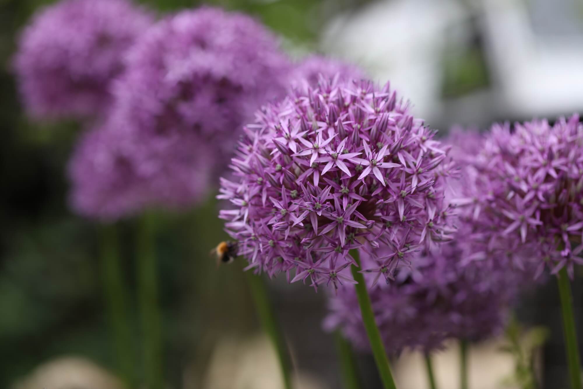 allium flowers look like purple balls