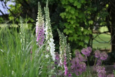 pink and white foxgloves and alliums